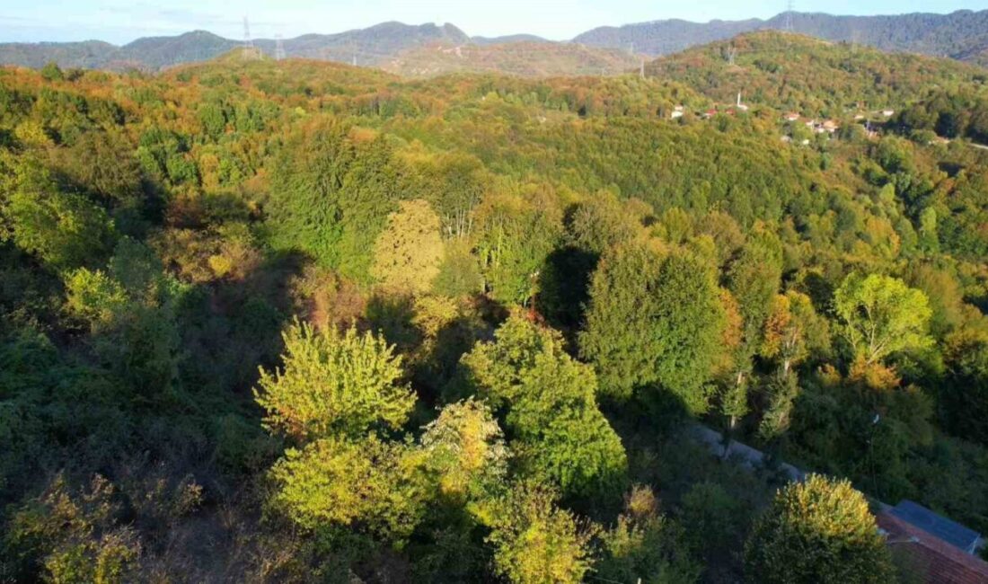Zonguldak ormanlarında, sonbaharın eşsiz güzellikleri yaşanıyor. Havadan kaydedilen görüntülerde, yaprakların
