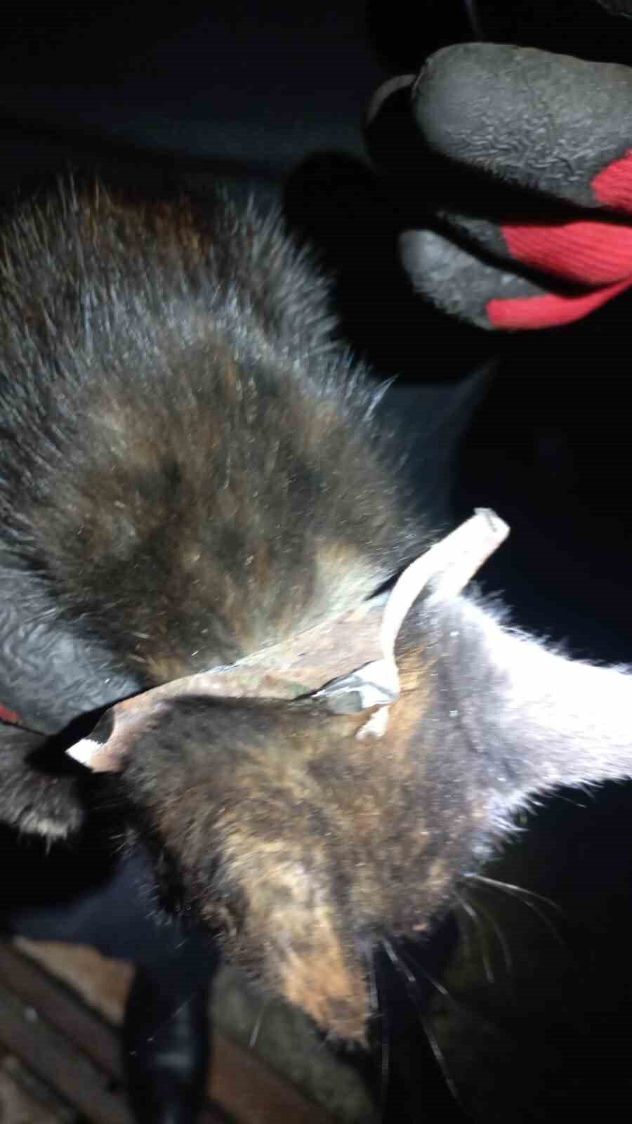 Zonguldak’ın Kozlu ilçesinde başı yağmur suyu mazgalına sıkışan yavru kedi,