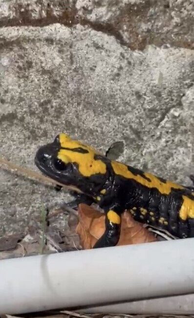 Osmaniye’nin Zorkun Yaylasının renkli misafiri sarı benekli Türk semenderi cep