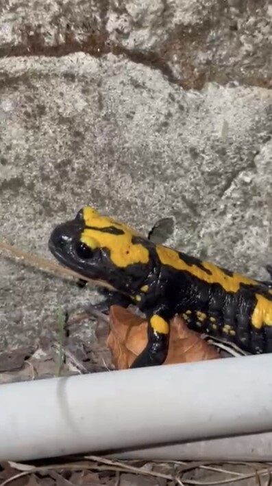 Osmaniye’nin Zorkun Yaylasının renkli misafiri sarı benekli Türk semenderi cep