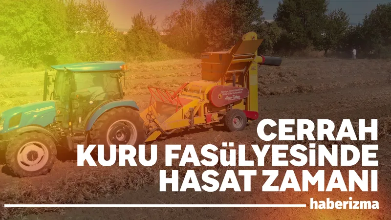 İnegöl’ün tescilli değeri Cerrah Kuru Fasulyesinde hasat başladı. Yaklaşık 800