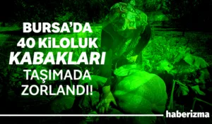 Bahçesindeki kabakları hasat ederken ikisinin 40 kilograma ulaştığını gören çiftçi,