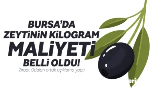 Zeytinde hasat mevsimi öncesinde bir araya gelen Orhangazi, İznik, Nilüfer,