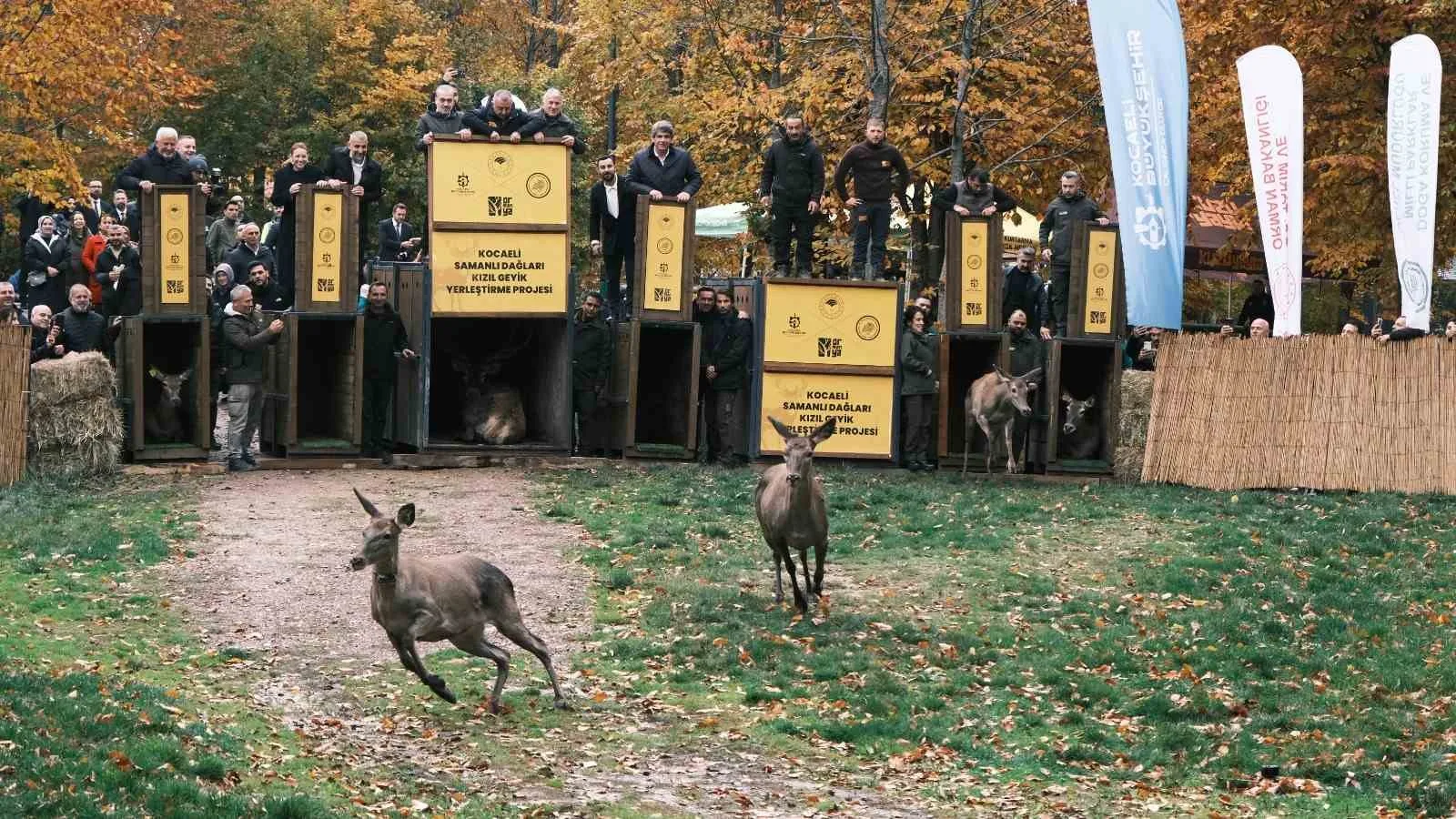 Yaban hayatını koruma ve geliştirme hedefi doğrultusunda 15 kızıl geyiğin