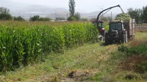 Erzincan Belediyesi Park ve Bahçeler Müdürlüğü tarım ekibi tarafından 98