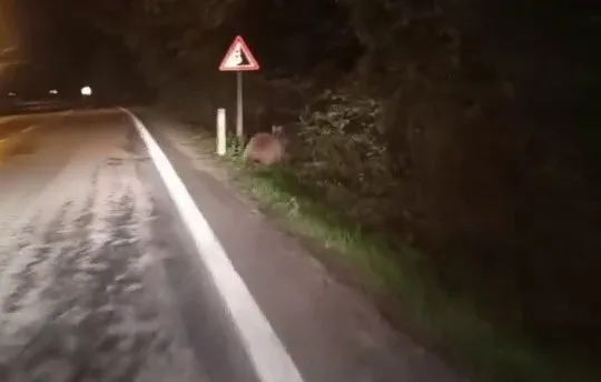 Karabük’ün Yenice ilçesinde aç kalan ve yola inerek koşan 2