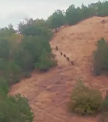 Diyarbakır’ın Çermik ilçesinde aç kalan domuz sürüsü yerleşim yerine kadar