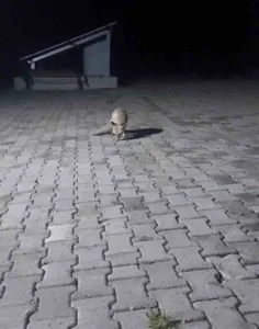 Elazığ’ın Palu ilçesinde korucular, kulübelerine gelen tilkiyi yiyecekle besledi. Elazığ’ın