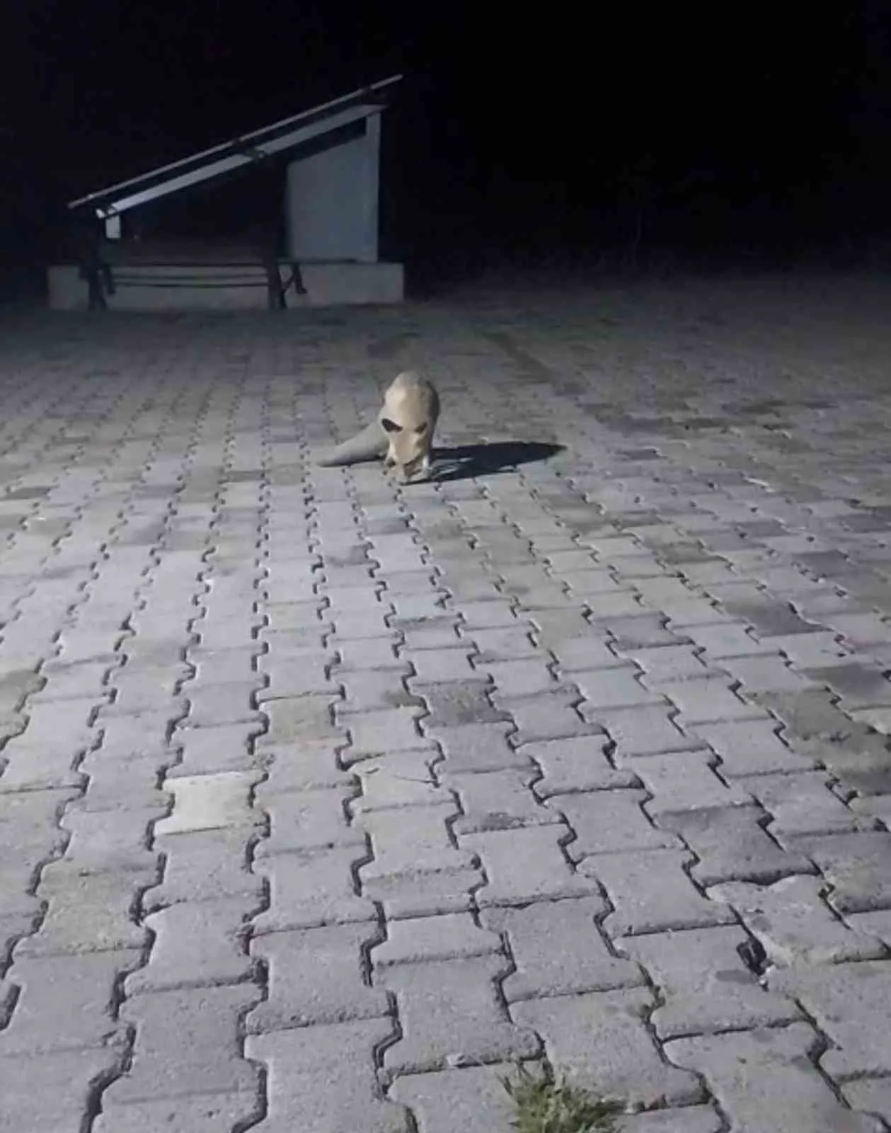 Elazığ’ın Palu ilçesinde korucular, kulübelerine gelen tilkiyi yiyecekle besledi. Elazığ’ın