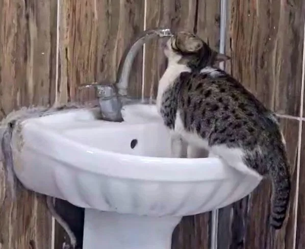 Şırnak Devlet Hastanesi Acil Servisi’nde lavaboya çıkan kedi, musluğu açıp