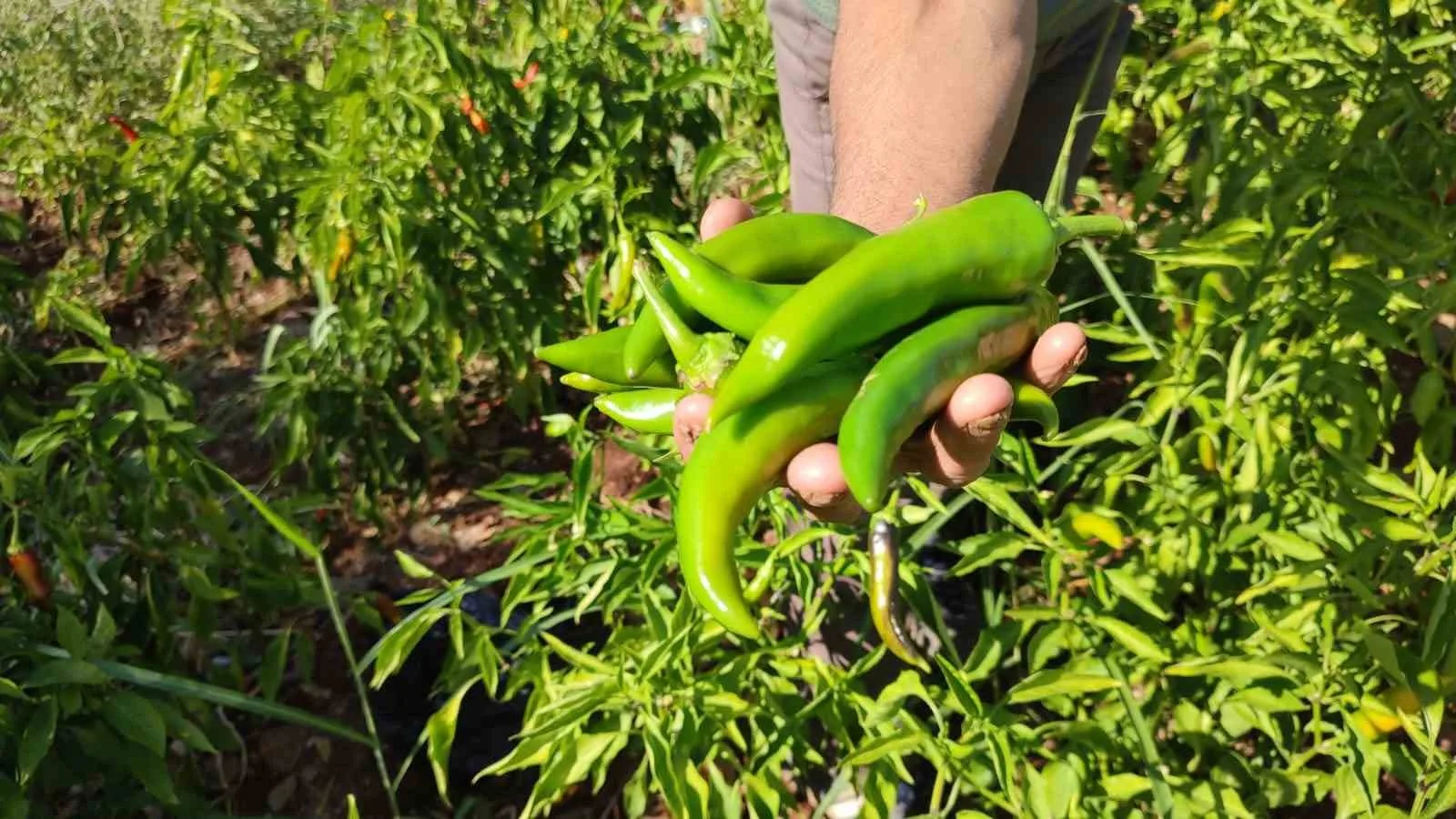 Denizli’nin Beyağaç ilçesine bağlı Yeniçeşme Mahallesi’nde üretilen meşhur ‘Kayaca’ biberinde