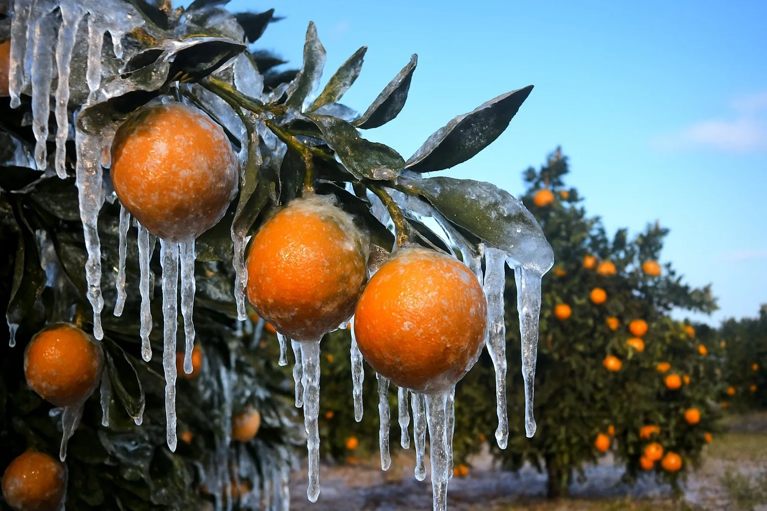Adana’da Şubat ve Nisan aylarında meydana gelen zirai dondan etkilenen