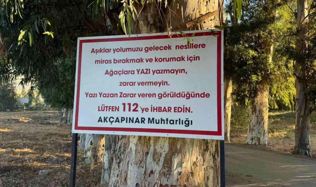 Muğla’nın Ula ilçesi Akçapınar Mahallesi’ndeki Ağaçlı Yol’daki (Aşıklar Yolu) ağaçlara