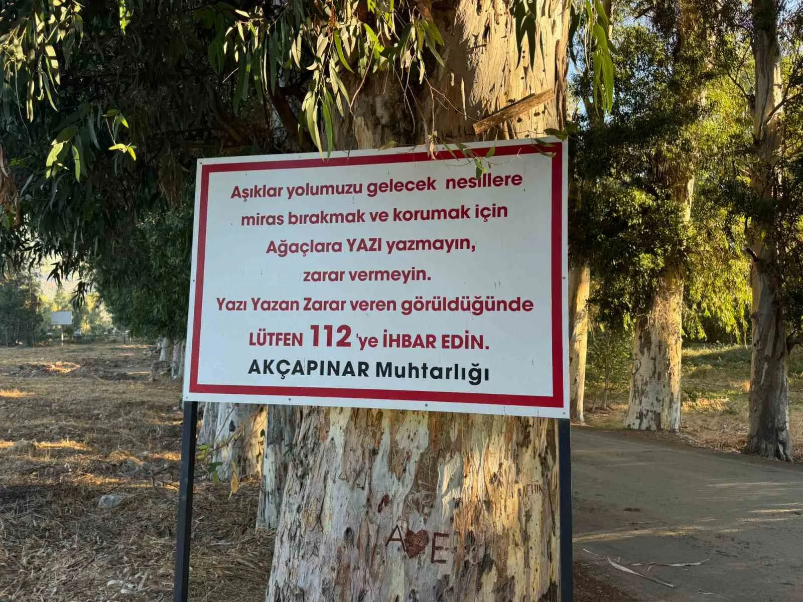 Muğla’nın Ula ilçesi Akçapınar Mahallesi’ndeki Ağaçlı Yol’daki (Aşıklar Yolu) ağaçlara