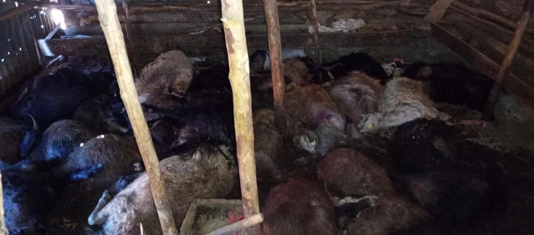 Elazığ’da ağıla yıldırım düşmesi sonucu 45 küçükbaş hayvan telef oldu.