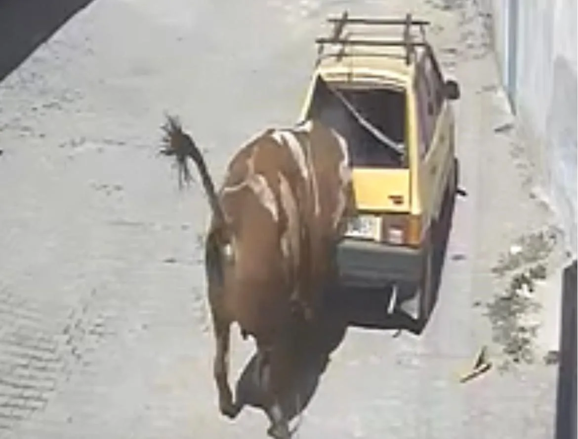 Nevşehir’de ahırdan kaçan bir boğa, ortalığı birbirine kattı. Zincirinden kurtularak