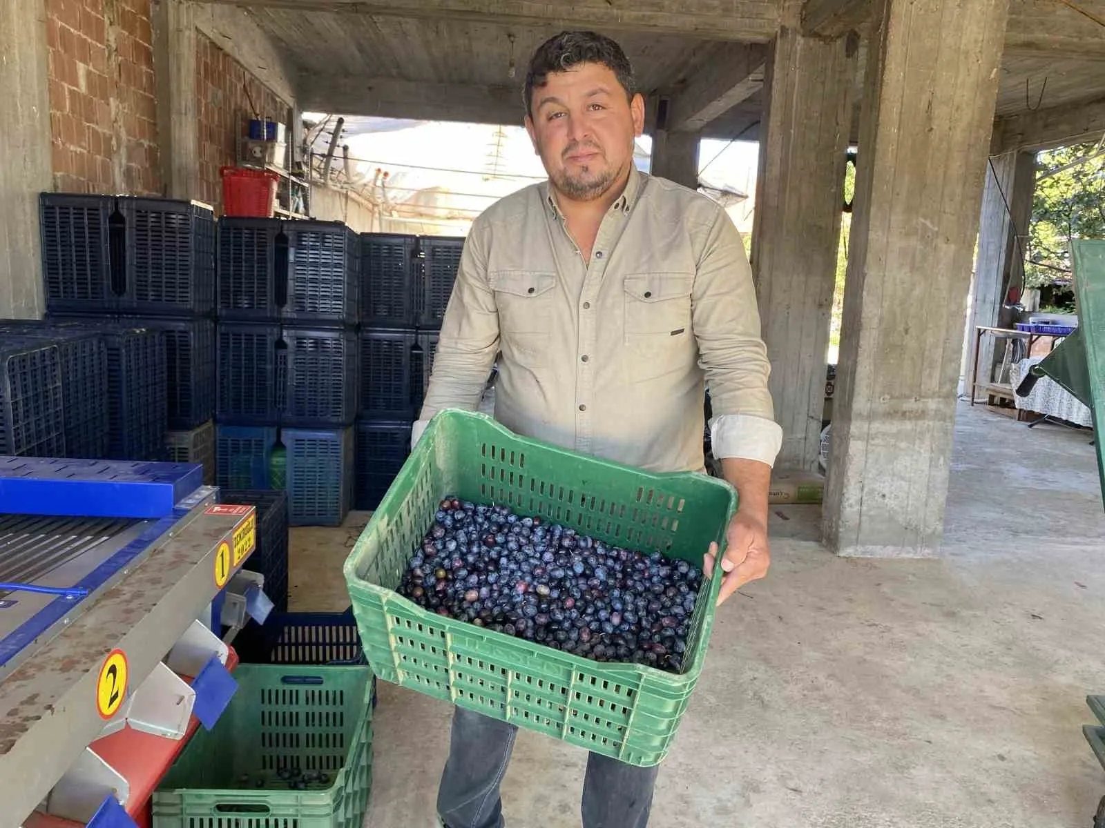 Manisa’nın Alaşehir ilçesinde 2025 yılı sofralık zeytin hasadı ve alımları