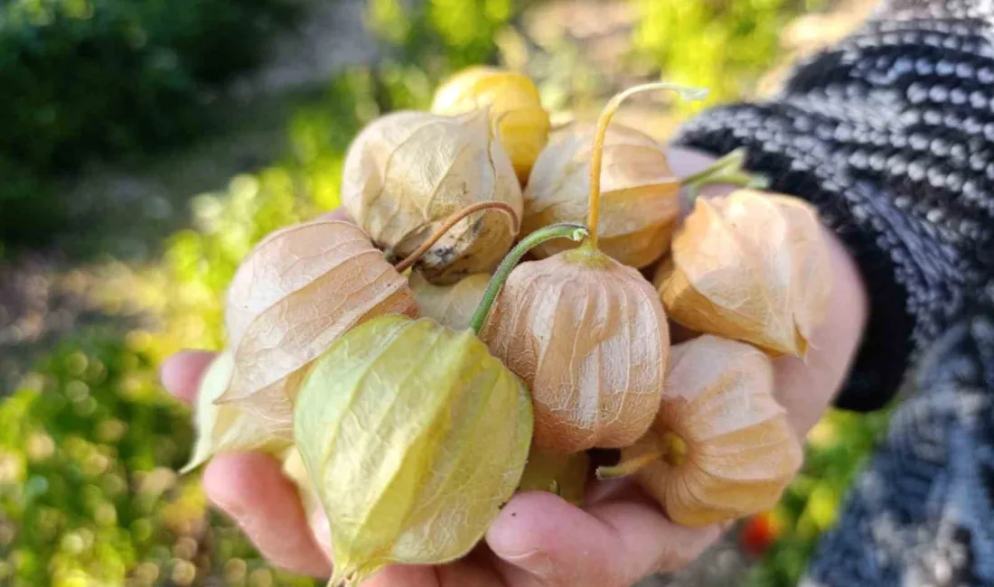 Manisa’nın Demirci ilçesinde Rahime-Ali Dübek çiftinin yaylada yetiştirdiği altın çilek