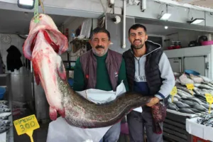 Samsun’un Altınkaya Barajı’nda balıkçılar tarafından 2 metre uzunluğunda, 85 kilogram