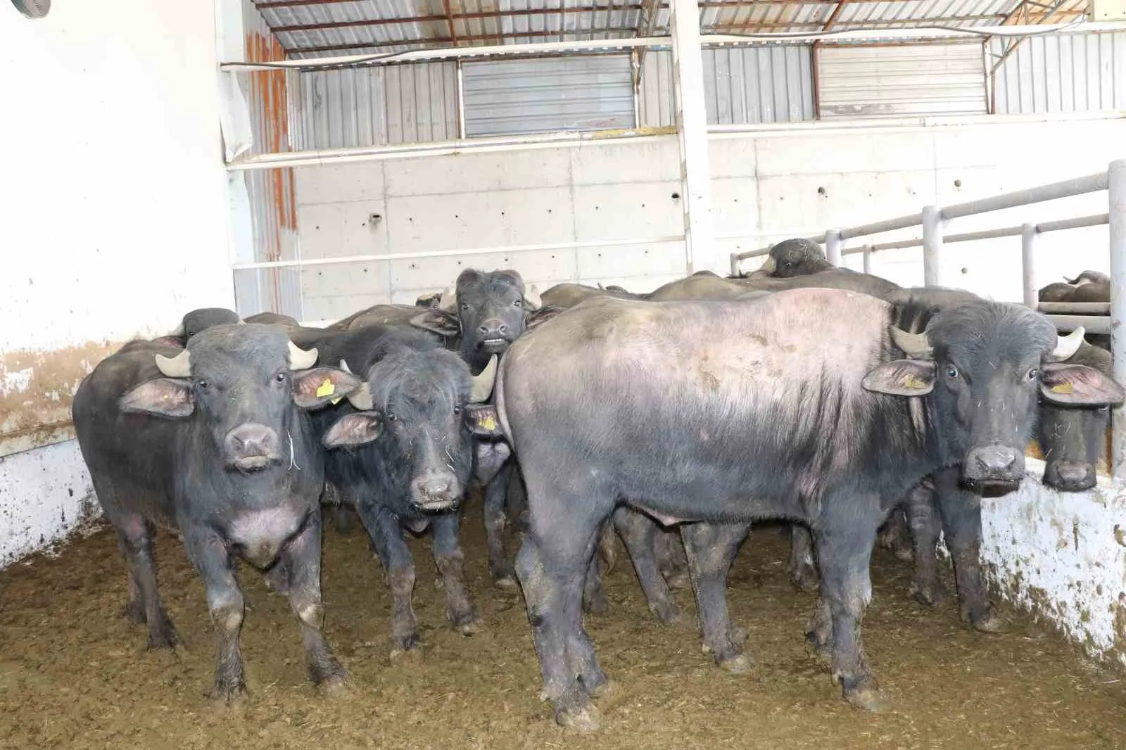 Sivas’ta manda yetiştiriciliğini geliştirmeyi hedefleyen proje kapsamında, verimliliği artırmak amacıyla