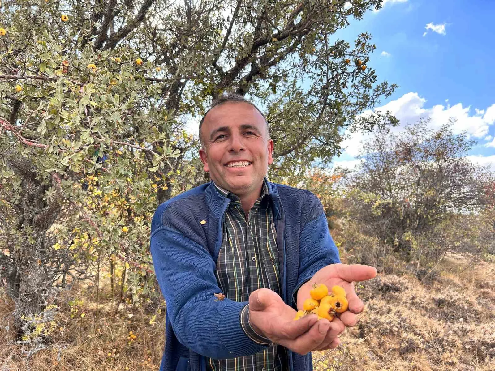 Ankara’nın dağlarında yetişen alıç meyvesi, kalp ve damar sağlığına faydalarıyla