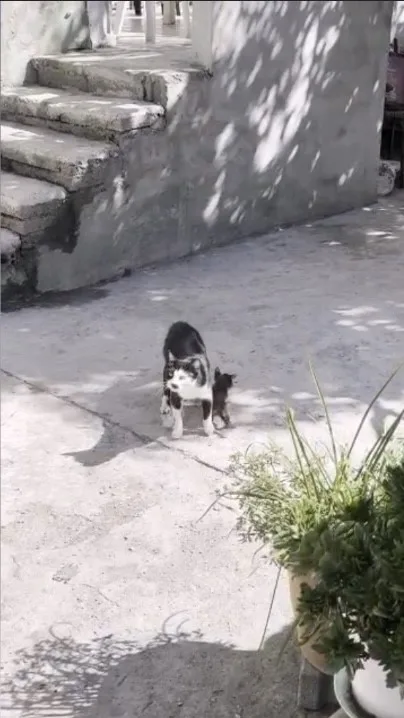 Osmaniye’de çukur içerisine düşen yavru kedi, itfaiye ekiplerinin titiz çalışması