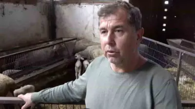 Bursa’nın Yenişehir ilçesinde şap hastalığı nedeniyle annesi ve kardeşleri ölen kuzunun