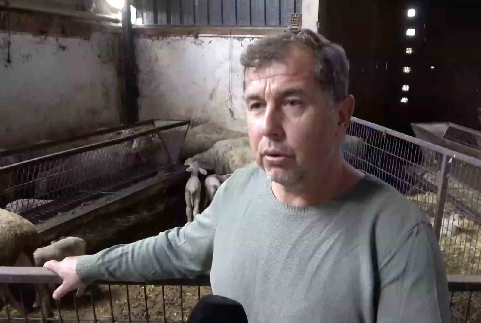 Bursa’nın Yenişehir ilçesinde şap hastalığı nedeniyle annesi ve kardeşleri ölen kuzunun