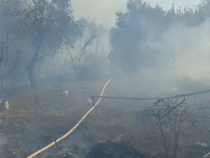 Hatay’da zeytinlik alanda çıkan yangın büyümeden söndürüldü. Yangın, Antakya ilçesi