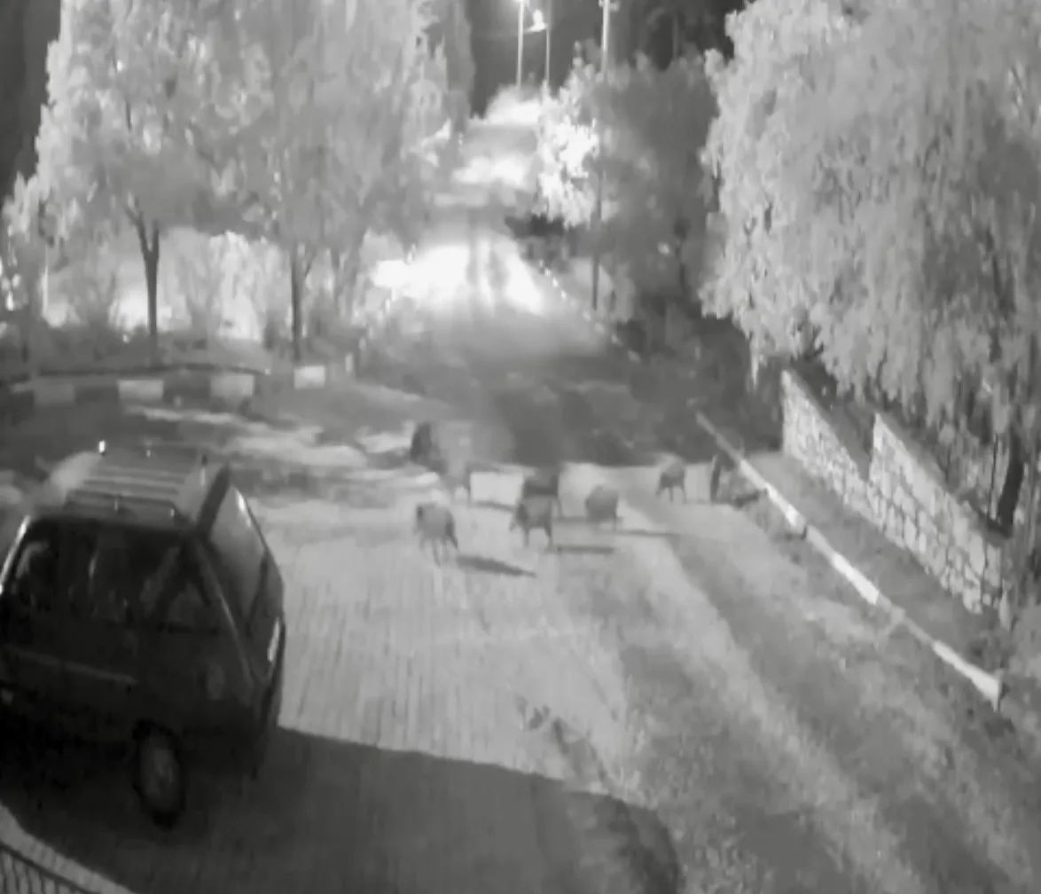 Antalya’nın Akseki ilçesine bağlı Alaçeşme Mahallesi’nde yaban domuzları gece yarısı