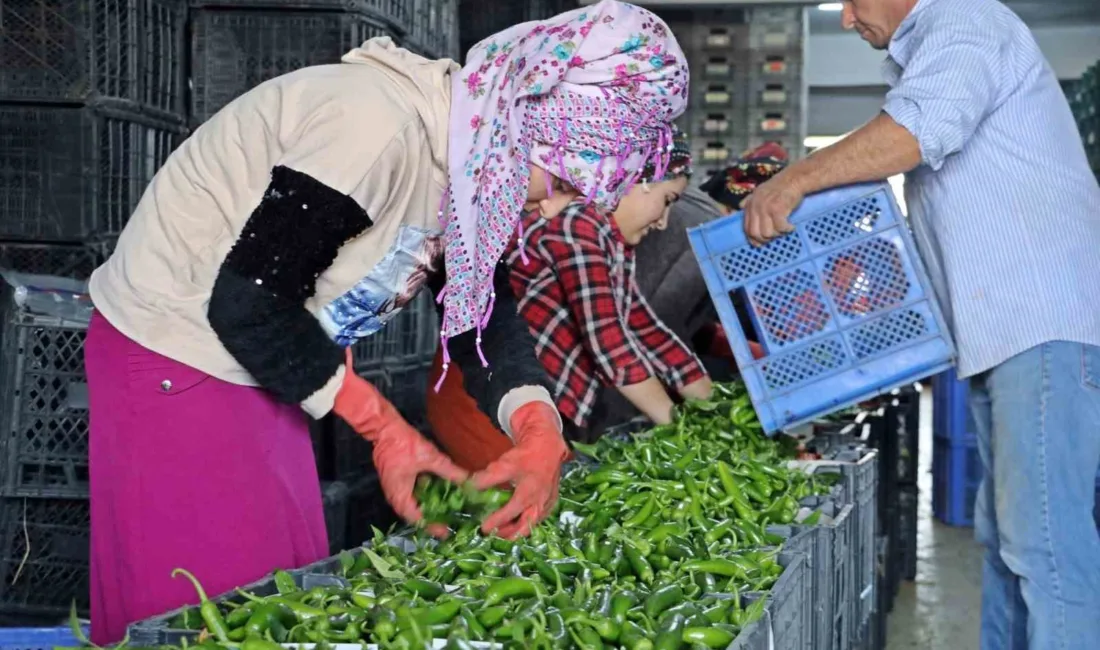 Antalya Ticaret Borsası, Eylül ayında Antalya hallerinde işlem gören domates,