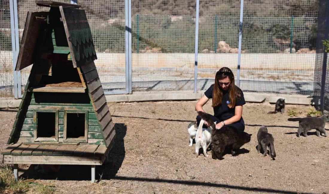 Antalya Büyükşehir Belediyesi, sokak hayvanlarının yaşam hakkını korumak amacıyla çalışmalarını