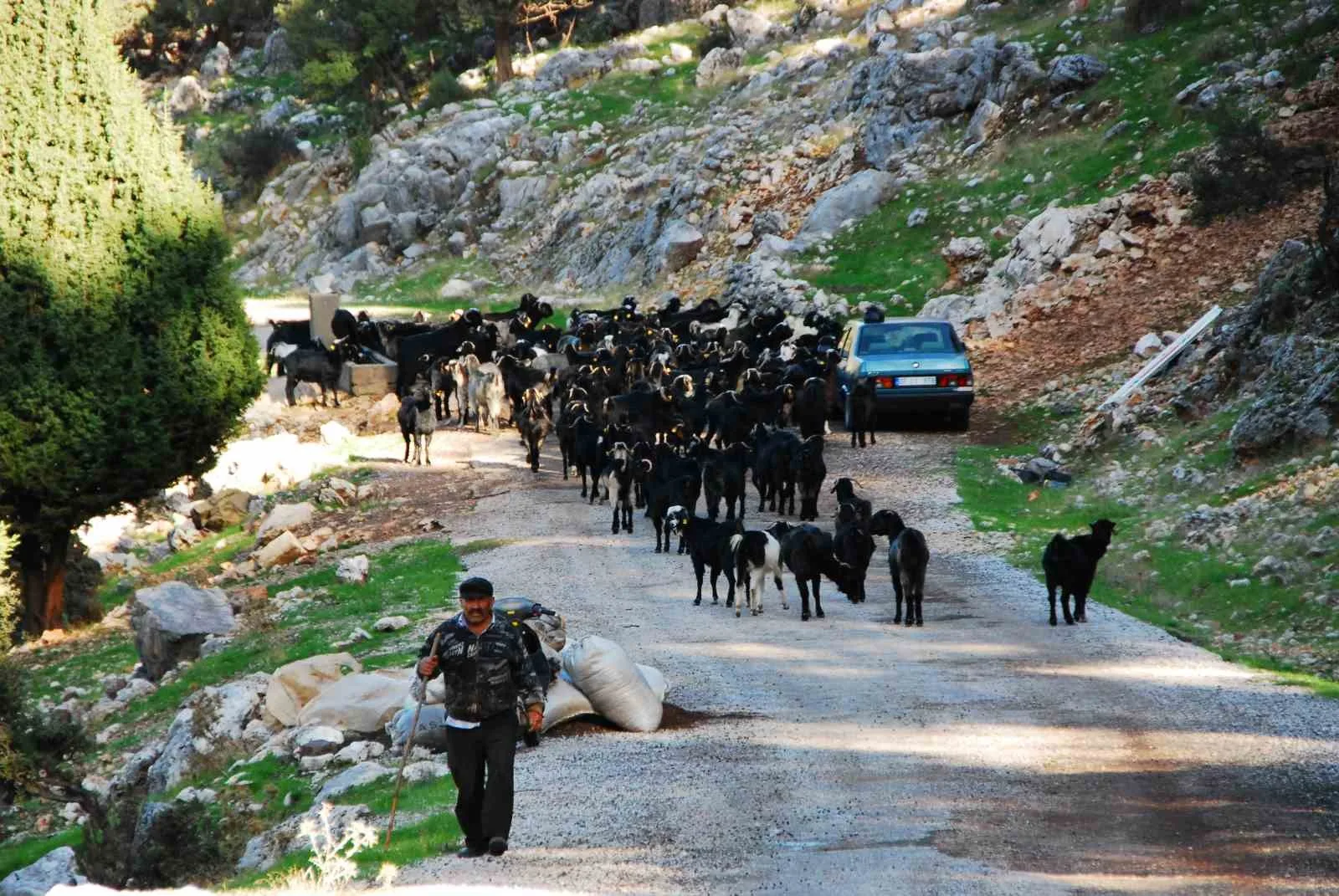 Antalya’da yaz aylarını Toroslar’ın serin yaylalarında geçiren Mayıs ayı sonunda