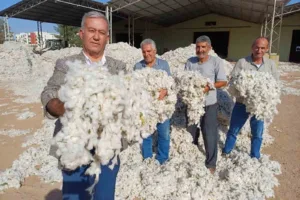 Gaziantep’in Araban ilçesinde, üreticiler 2025 yılı makinalı pamuk hasadına düşük