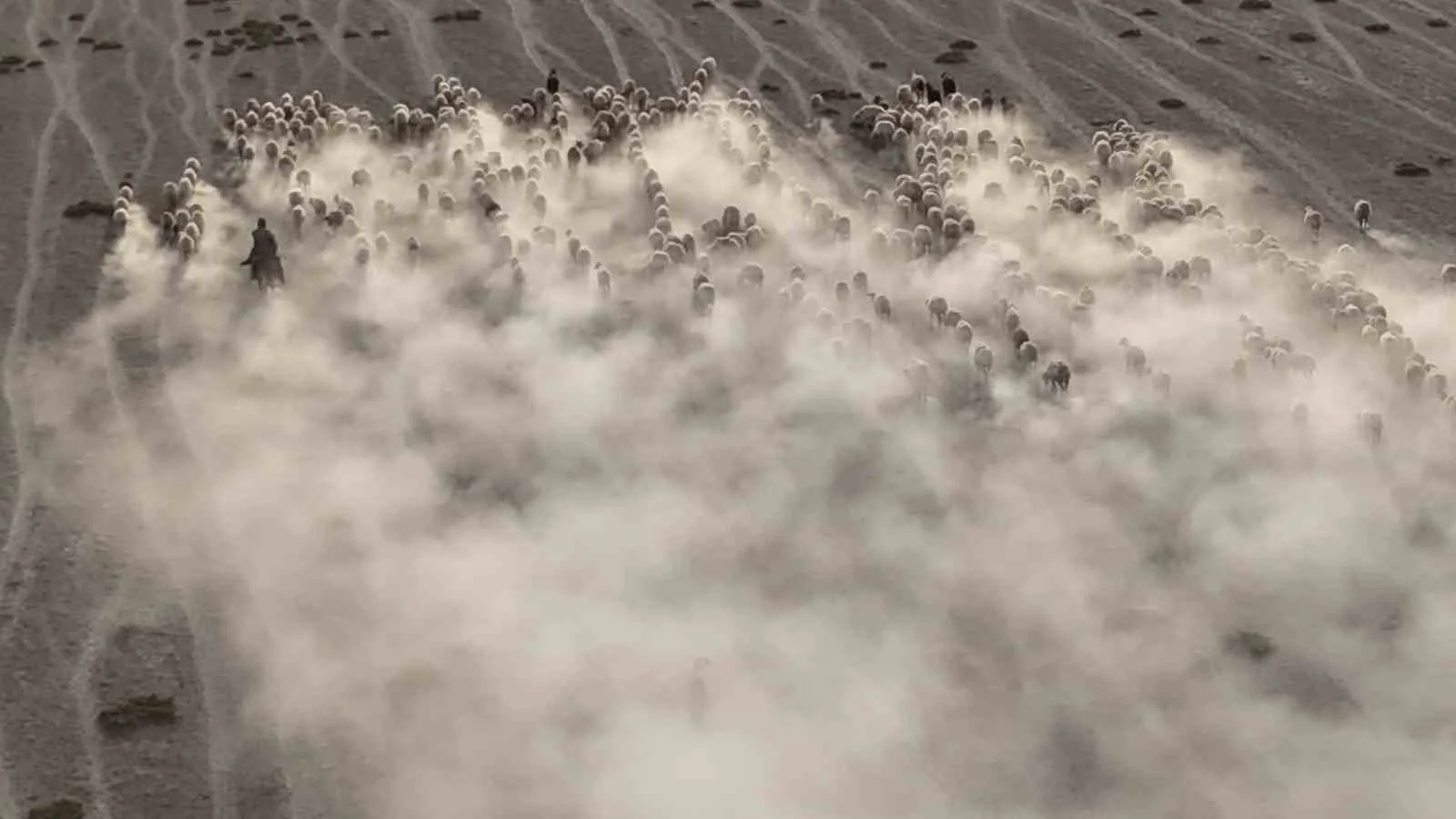 Konya’nın Karapınar ilçesinde otlaktan dönen koyun ve kuzular havadan görüntülendi.