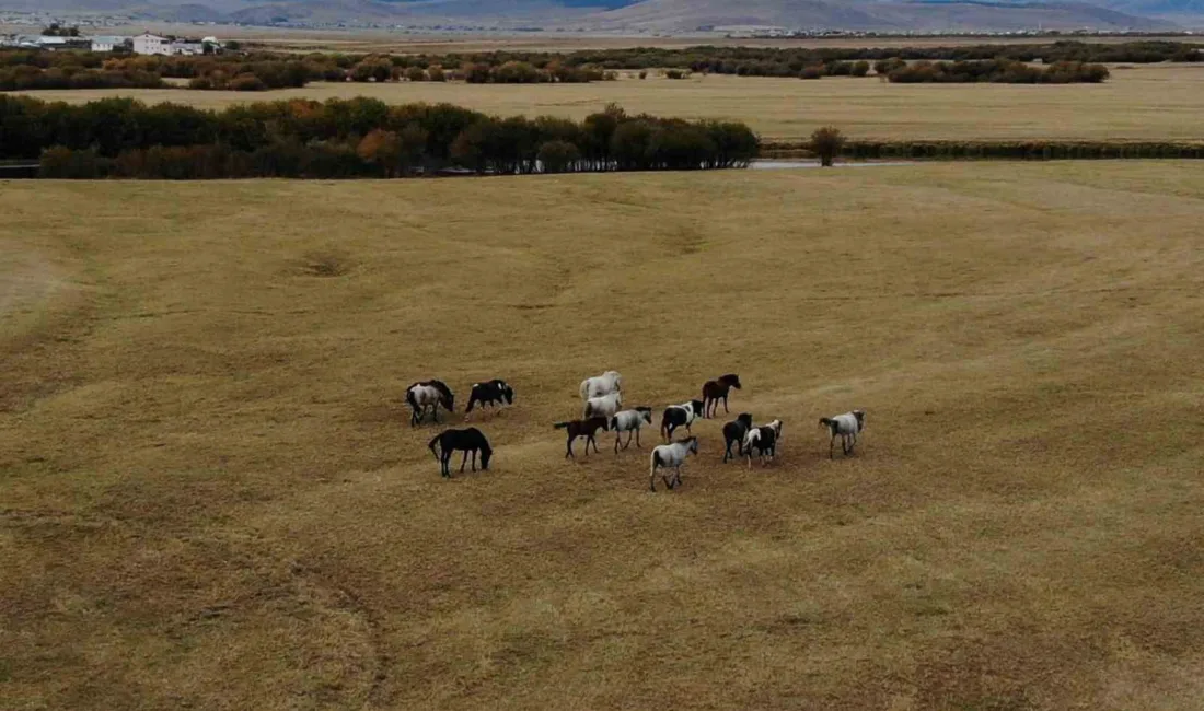 Ardahan’ın eşsiz doğal güzellikleri içinde özgürce dolaşan yılkı atları, havadan