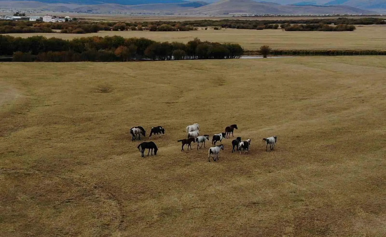 Ardahan’ın eşsiz doğal güzellikleri içinde özgürce dolaşan yılkı atları, havadan