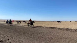 Arpaçay’da 4. Geleneksel Rahvan At Yarışları yapıldı. Rahvan At Yarışı