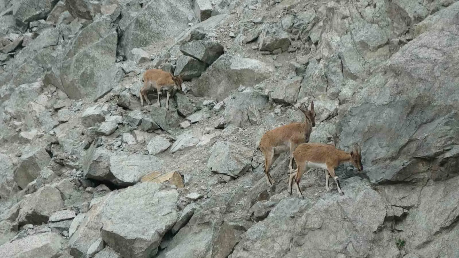 Artvin’deki Deriner Barajı çevresinde yaşayan dağ keçileri, drone kamerasıyla görüntülendi.
