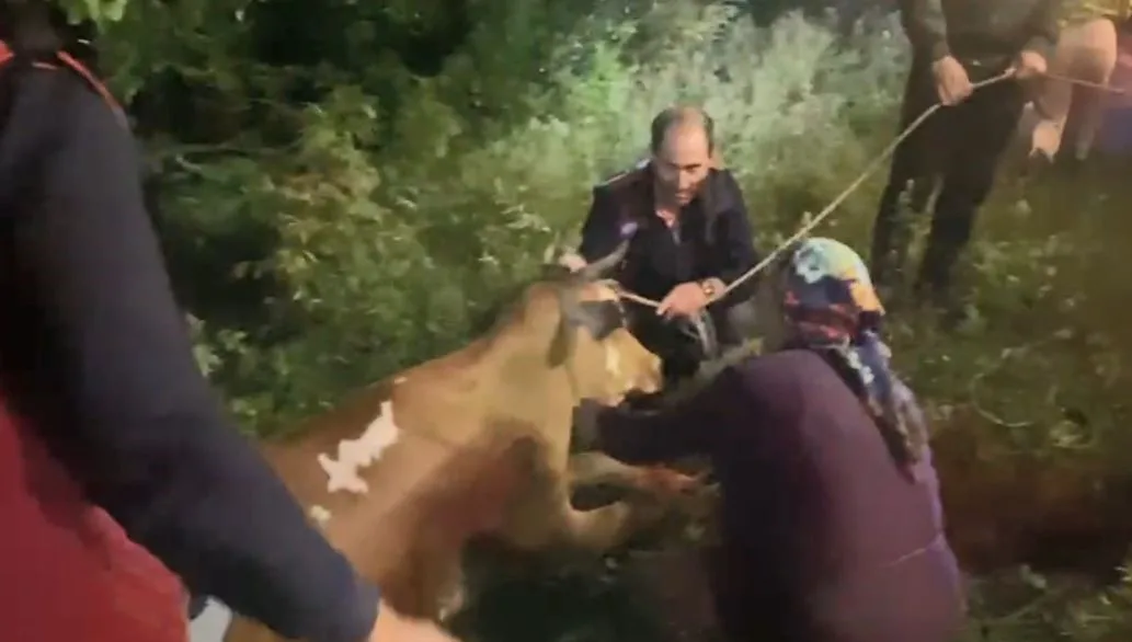 Artvin’in Borçka ilçesine bağlı Demirciler köyünde uçuruma yuvarlanan inek, saatler