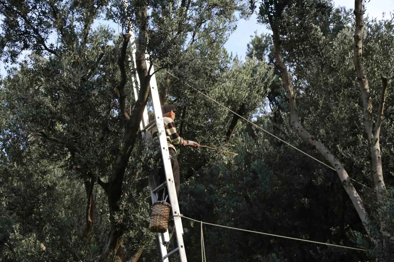 Artvin’in Yusufeli ilçesinde yetiştirilen ve uluslararası alanda “Üstün Lezzet Ödülü”