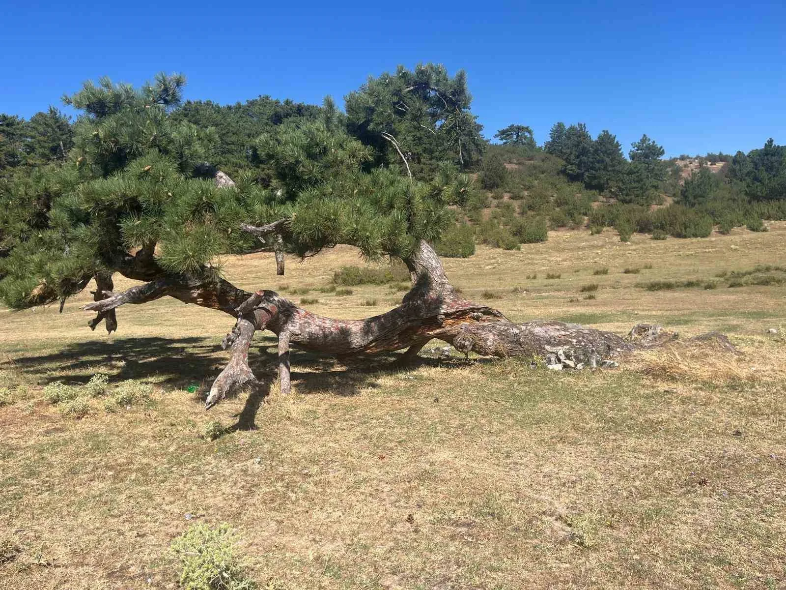 DENİZLİ (İHA) – Buldan Süleymanlı Gölü girişinde bulunan çam ağacı