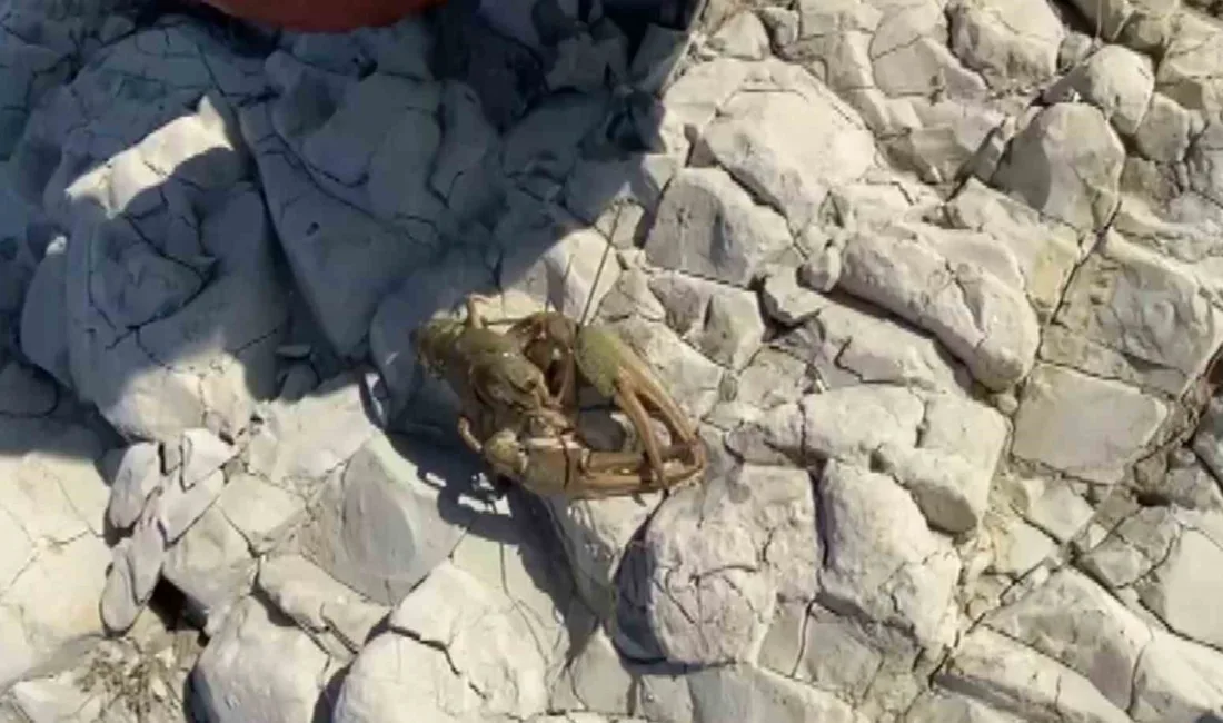 Adıyaman’ın Samsat ilçesinde Atatürk Barajı Göleti’nde avlanan balıkçı kardeşlerin ağına