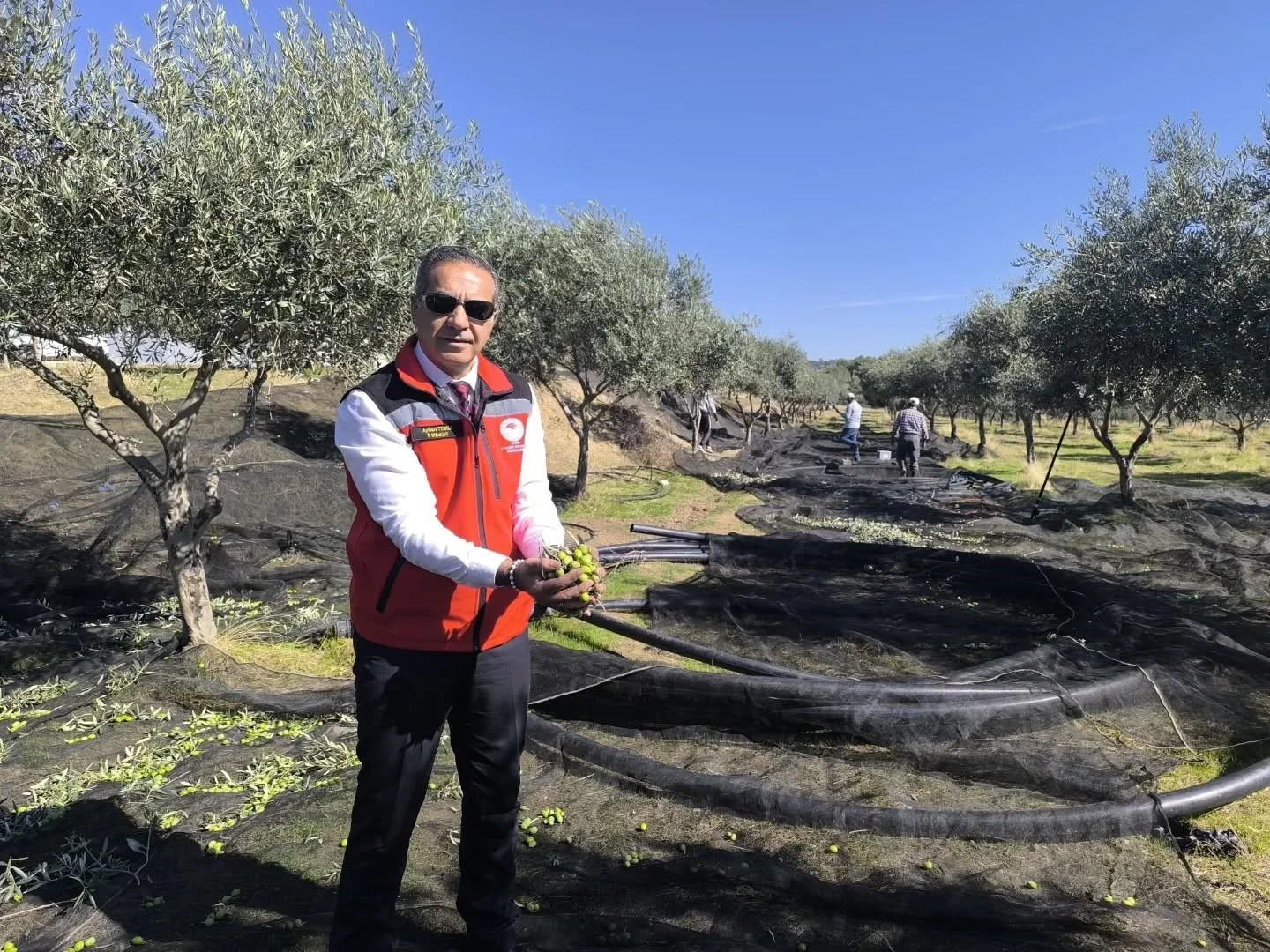 Önemli tarım kentlerinden olan Aydın, hem sofralık hem de yağlık