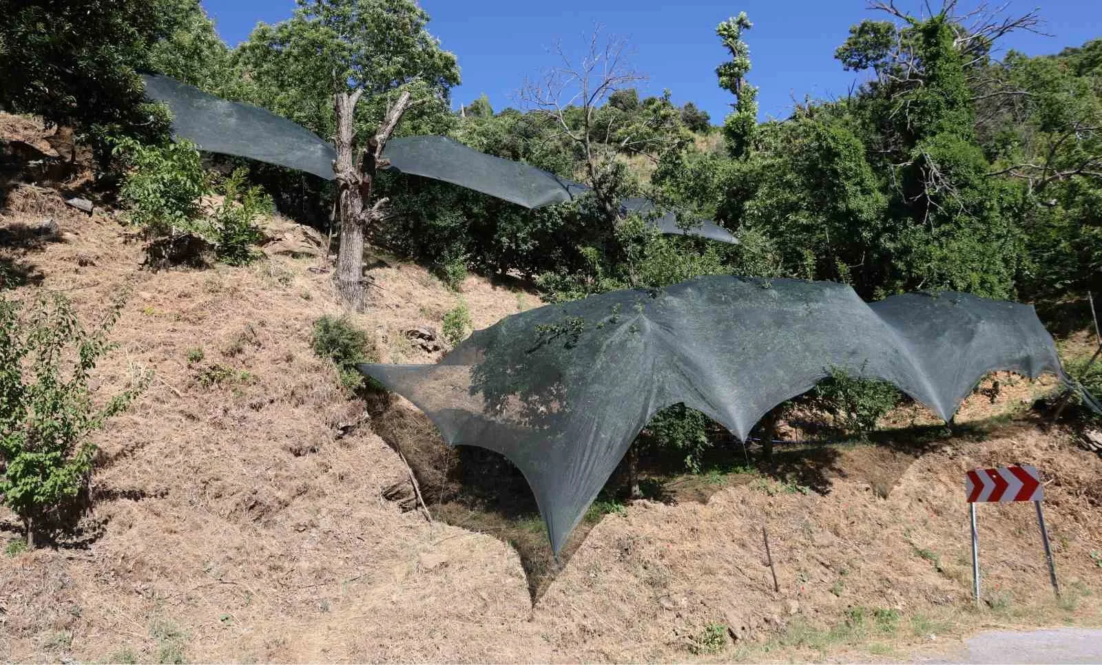 Aydın İl Tarım ve Orman Müdürlüğü, 2025 yılında yaşanan don