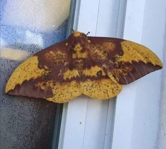 Aydın’ın Efeler ilçesinde bir vatandaşın objektifine takılan kelebeğin sırt kısmında