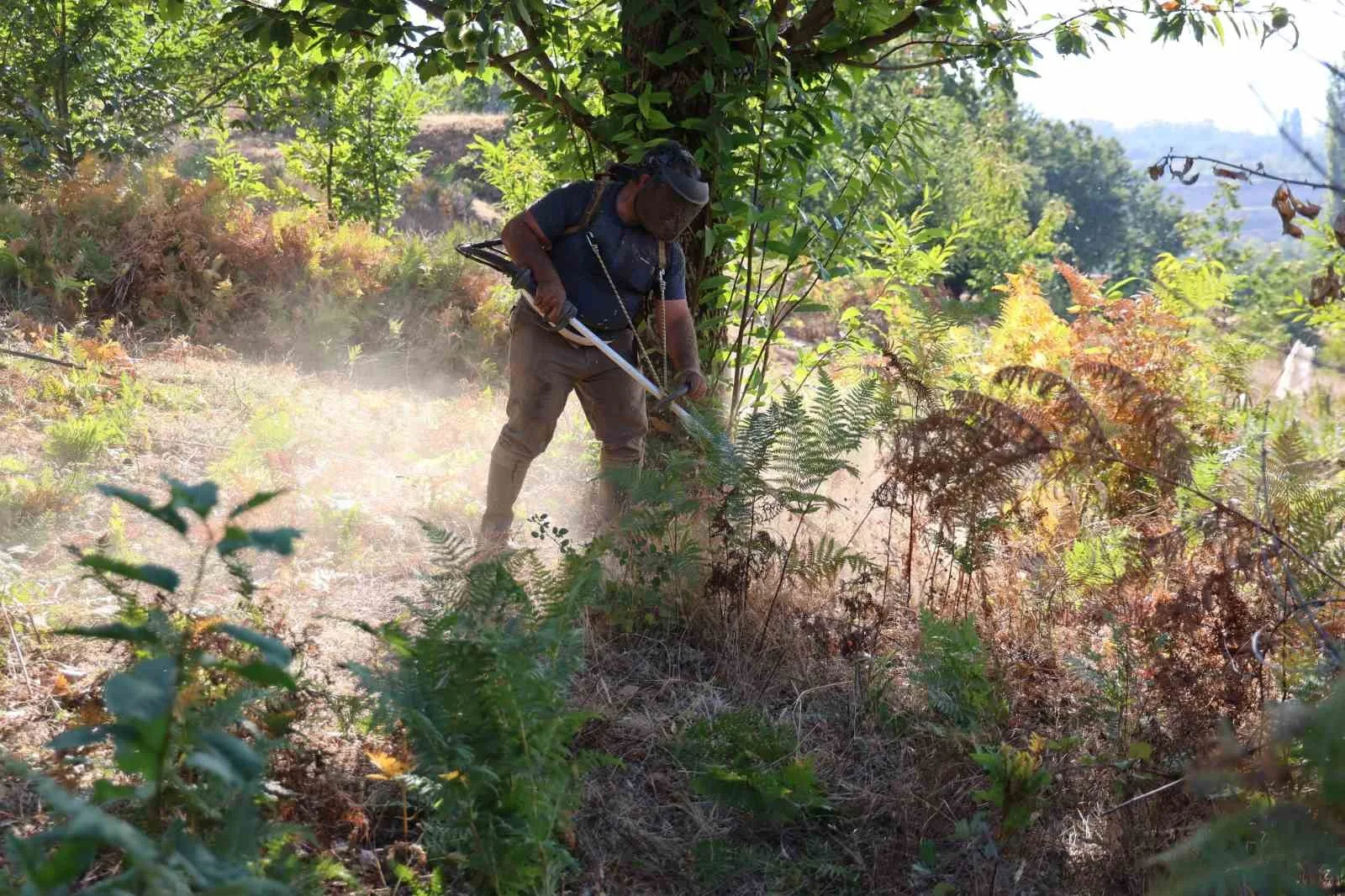 Türkiye’nin en önemli kestane üretim merkezi konumunda olan Aydın ve