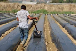 Türkiye’de en fazla çilek üretiminin yapıldığı illerin başında gelen Aydın’da