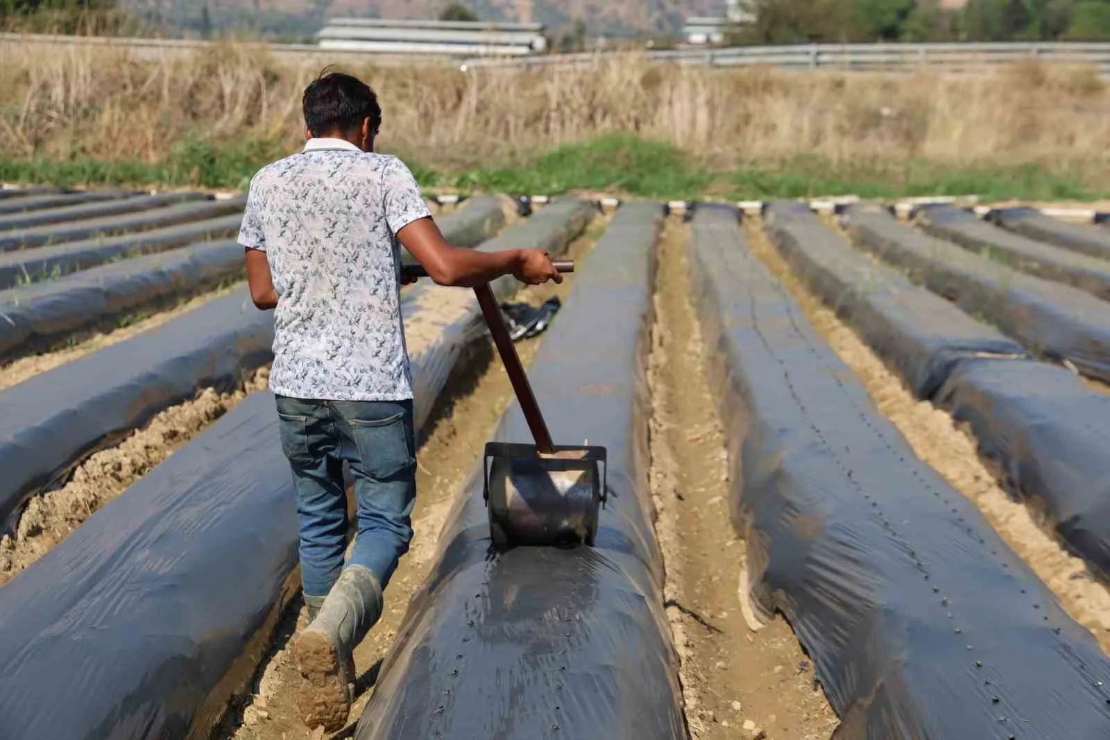Türkiye’de en fazla çilek üretiminin yapıldığı illerin başında gelen Aydın’da