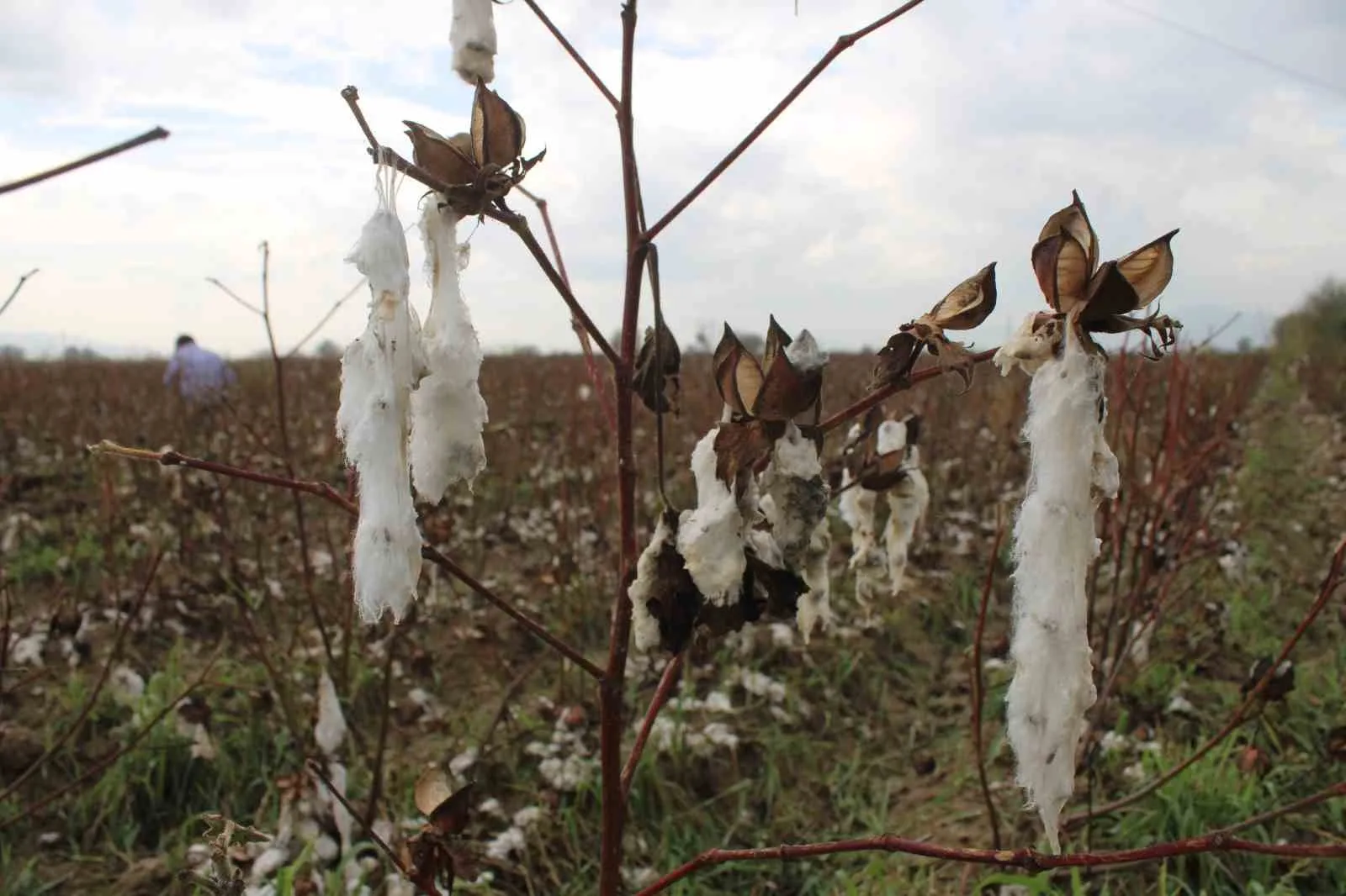 Aydın’ın İncirliova ilçesinde dün etkili olan dolu yağışı, pamuk tarlalarında